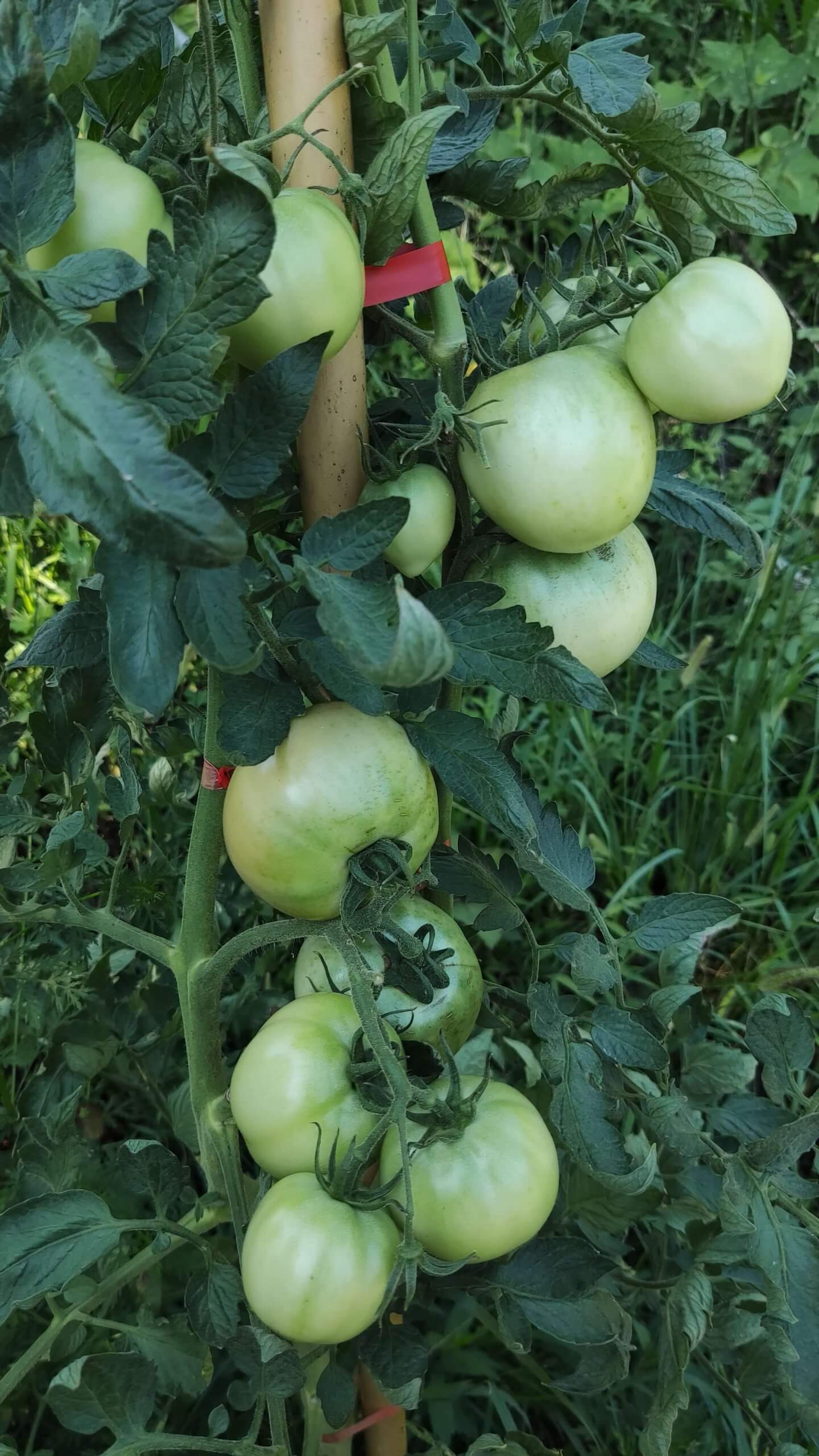 番茄有限生长型与无限生长型