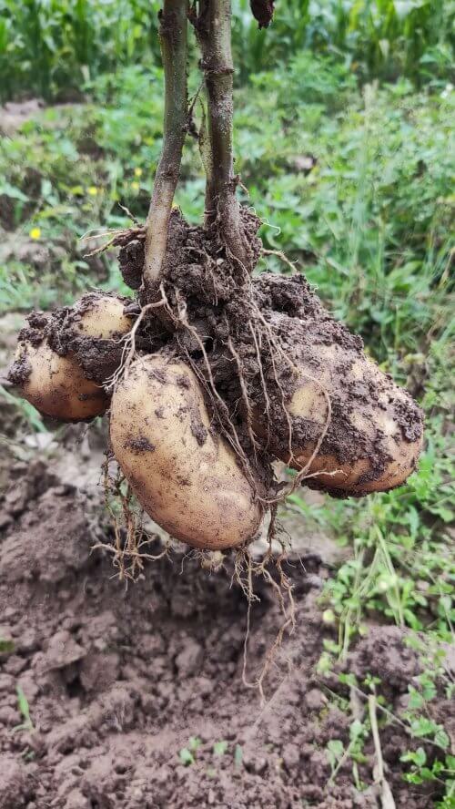 土豆对温度、养分的需求，马铃薯的各生长阶段